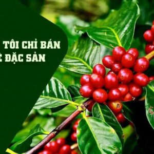 cà phê hạt rang moka
