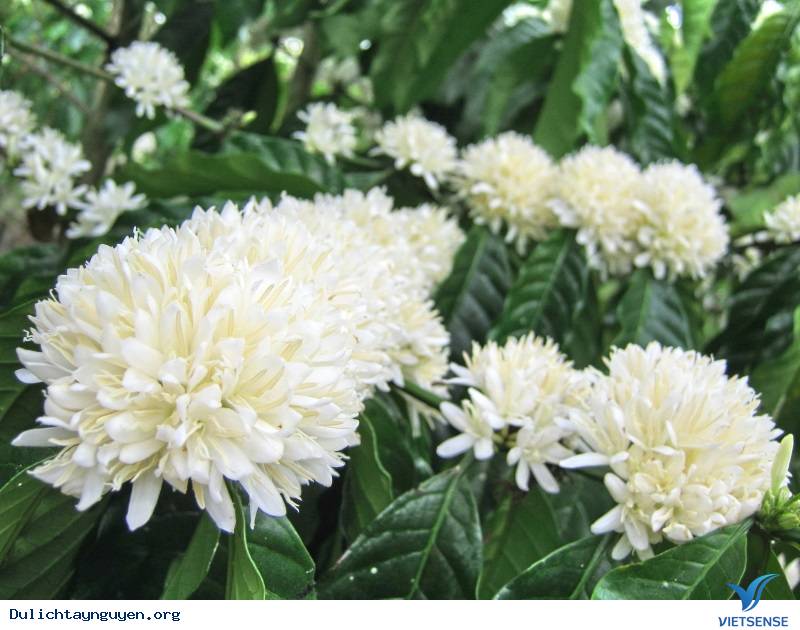 at_nhung-dieu-can-biet-ve-mua-hoa-cafe-o-tay-nguyen_86f841720e0c240763c8ed9bb4cc3071